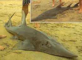 Image result for Rhynchobatus australiae