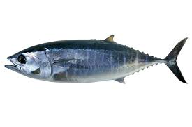 Image result for Thunnus atlanticus