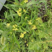 Attēlu rezultāti vaicājumam “Sisymbrium volgense flower”