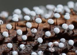 Attēlu rezultāti vaicājumam “myxomicetes”