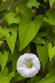 Attēlu rezultāti vaicājumam “Calystegia inflata flower”