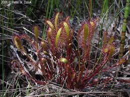 Attēlu rezultāti vaicājumam “Drosera rotundifolia flower”