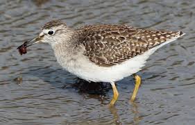 Attēlu rezultāti vaicājumam “Tringa glareola”