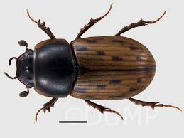 Attēlu rezultāti vaicājumam “Aphodius subterraneus”