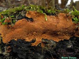 Attēlu rezultāti vaicājumam “Rigidoporus crocatus”