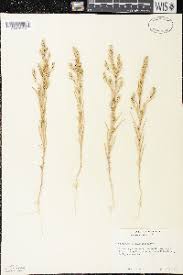 Attēlu rezultāti vaicājumam “Corispermum hyssopifolium fruit”