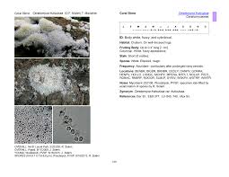 Attēlu rezultāti vaicājumam “Ceratiomyxaceae”