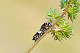 Attēlu rezultāti vaicājumam “Papilio machaon larva”