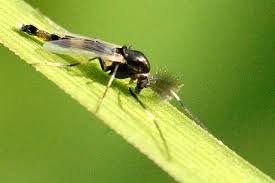 Attēlu rezultāti vaicājumam “Cricotopus male”