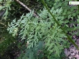 Attēlu rezultāti vaicājumam “Selinum carvifolia fruit”