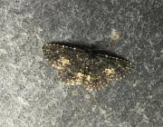 Attēlu rezultāti vaicājumam “Parascotia fuliginaria”