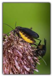 Attēlu rezultāti vaicājumam “Sciara analis”