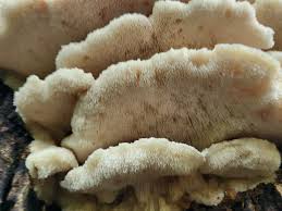 Attēlu rezultāti vaicājumam “Climacodon septentrionalis”