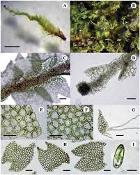 Attēlu rezultāti vaicājumam “Lophozia ascendens”