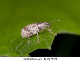 Attēlu rezultāti vaicājumam “Polydrusus tereticollis”