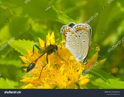 Attēlu rezultāti vaicājumam “Plebejus argyrognomon underside”