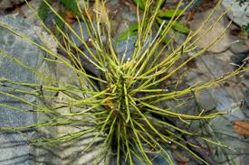 Attēlu rezultāti vaicājumam “Equisetum pratense”