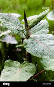 Attēlu rezultāti vaicājumam “Reynoutria sachalinensis leaf”