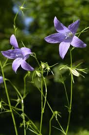 Attēlu rezultāti vaicājumam “Campanula patula”