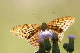 Attēlu rezultāti vaicājumam “Argynnis paphia”