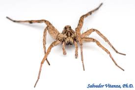 Attēlu rezultāti vaicājumam “Arachnida”