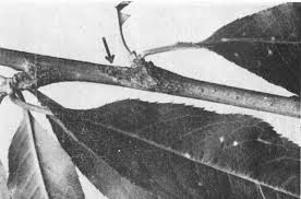 Attēlu rezultāti vaicājumam “Tranzschelia pruni-spinosae spores”