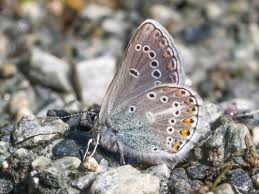Attēlu rezultāti vaicājumam “Eumedonia eumedon underside”