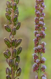 Attēlu rezultāti vaicājumam “Triglochin maritimum flower”