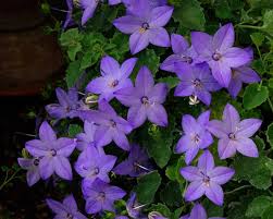 Image result for Campanula isophylla