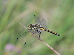 Attēlu rezultāti vaicājumam “Sympetrum danae”