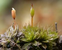 Attēlu rezultāti vaicājumam “Pottiales”