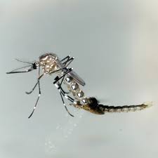 Attēlu rezultāti vaicājumam “Trichia longipalpis macro”