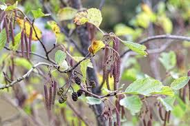 Attēlu rezultāti vaicājumam “Alnus glutinosa flower”