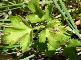 Attēlu rezultāti vaicājumam “Ranunculus repens leaf”