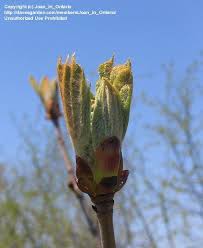 Attēlu rezultāti vaicājumam “Aesculus x hybrida bud”