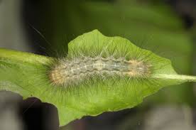 Attēlu rezultāti vaicājumam “Spilosoma lutea larva”