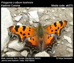 Attēlu rezultāti vaicājumam “Polygonia c-album”