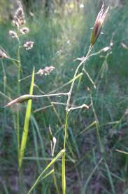Attēlu rezultāti vaicājumam “Danthonia decumbens bud”