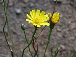 Attēlu rezultāti vaicājumam “Hypochaeris radicata”