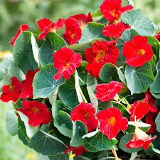 Image result for Tropaeolum minus