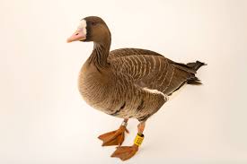 Attēlu rezultāti vaicājumam “Anser albifrons”