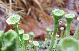 Attēlu rezultāti vaicājumam “Cladonia coccifera”