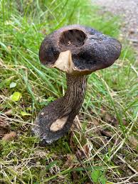 Attēlu rezultāti vaicājumam “Leccinum melaneum”