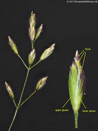 Attēlu rezultāti vaicājumam “Poa palustris leaf”