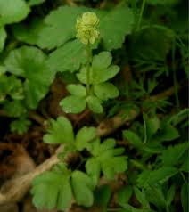 Attēlu rezultāti vaicājumam “Adoxa moschatellina”