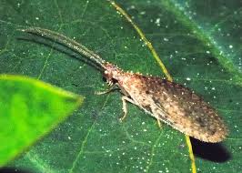 Attēlu rezultāti vaicājumam “Hemerobiidae”