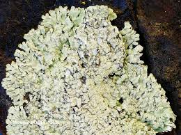 Attēlu rezultāti vaicājumam “Parmeliopsis ambigua”