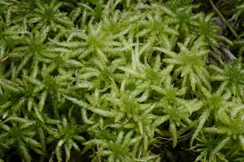 Attēlu rezultāti vaicājumam “Sphagnum centrale”