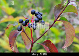 Attēlu rezultāti vaicājumam “Cornus sanguinea fruit”