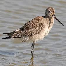 Image result for Limosa haemastica